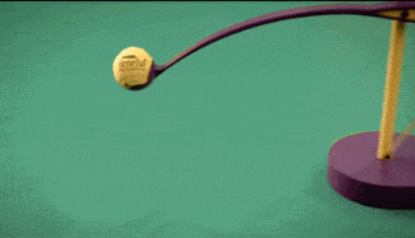 A dog attempting an elaborate pool trick shot